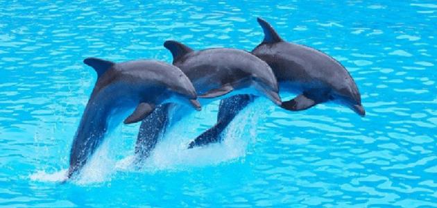 dolphins by lian - Ourboox.com