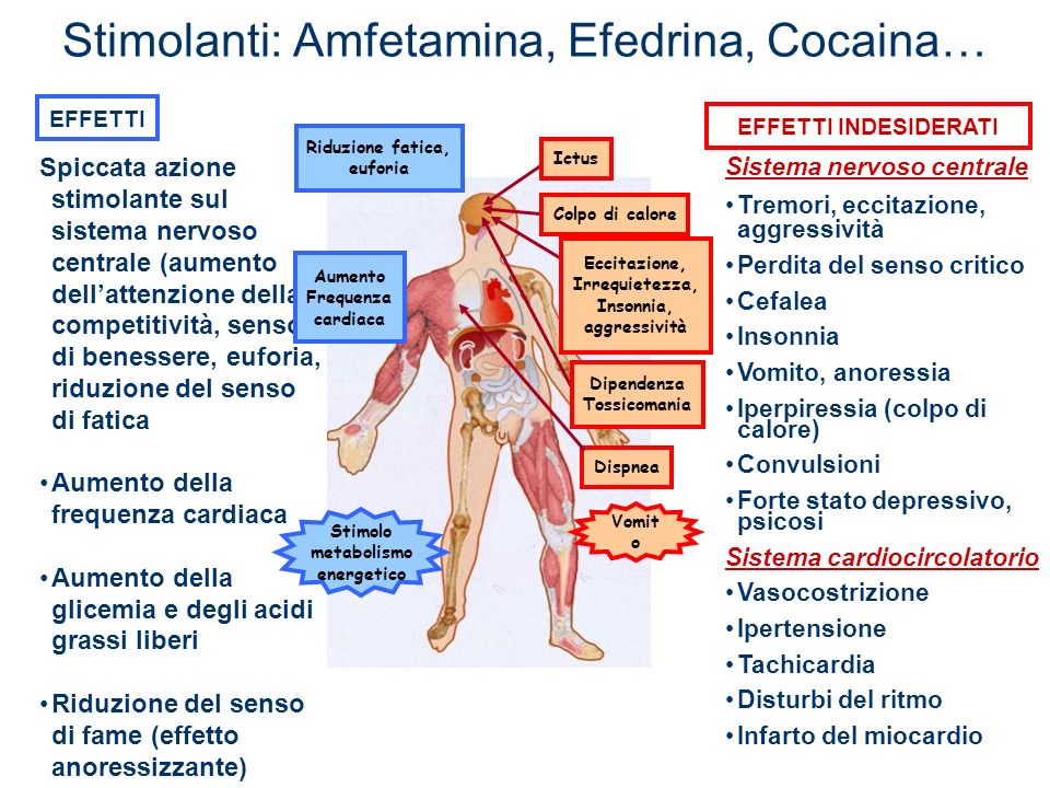 IL SISTEMA NERVOSO by Maurizio - Ourboox.com