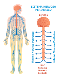 IL SISTEMA NERVOSO by raffaele - Ourboox.com