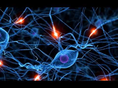 IL SISTEMA NERVOSO by raffaele - Ourboox.com