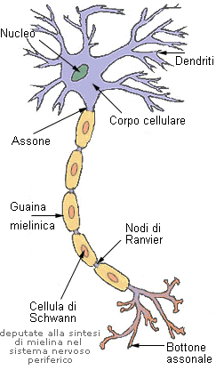 IL SISTEMA NERVOSO by raffaele - Ourboox.com