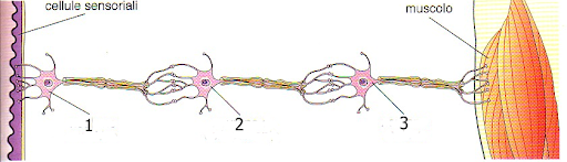 IL SISTEMA NERVOSO by raffaele - Ourboox.com