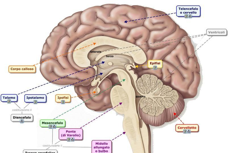 IL SISTEMA NERVOSO by raffaele - Ourboox.com
