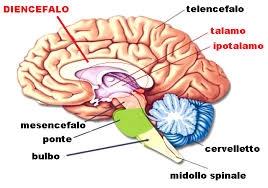 IL SISTEMA NERVOSO by raffaele - Ourboox.com