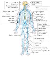 IL SISTEMA NERVOSO by raffaele - Ourboox.com