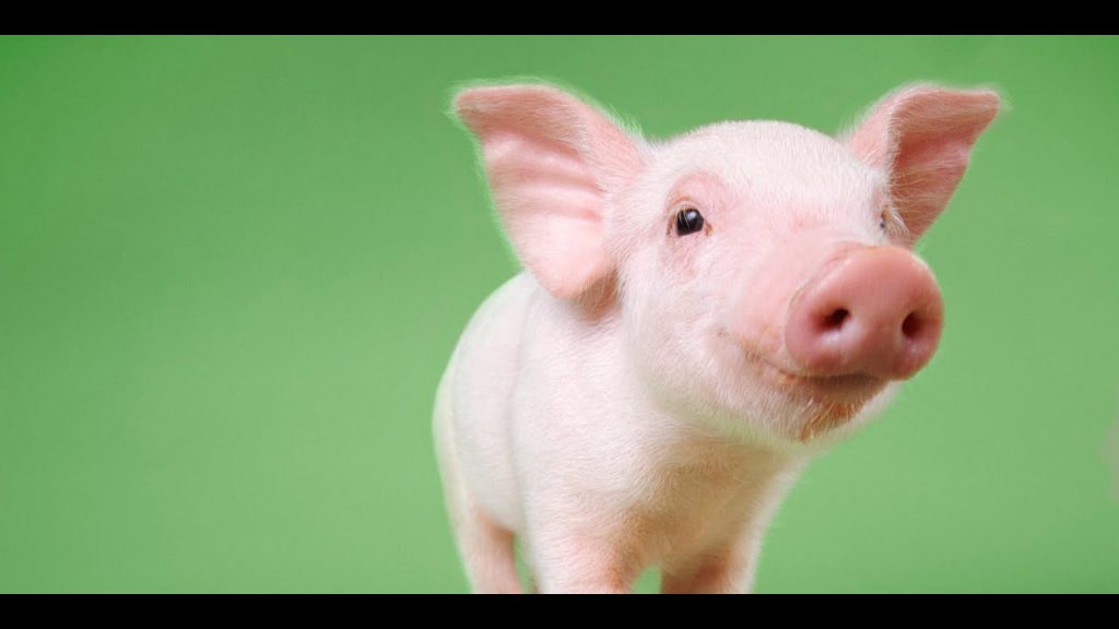 I am the ______ By Shiri by shiri - Ourboox.com