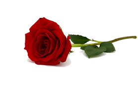 ספר מחזור שכבת ו’ by danit talker - Illustrated by כיתה ו'1 בית ספר הרצוג נתניה - Ourboox.com