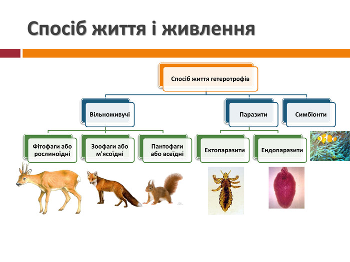 Живлення тварин by Nina - Ourboox.com