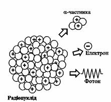Застосування радіонуклідів в медицині by Maria Hrynenko - Ourboox.com
