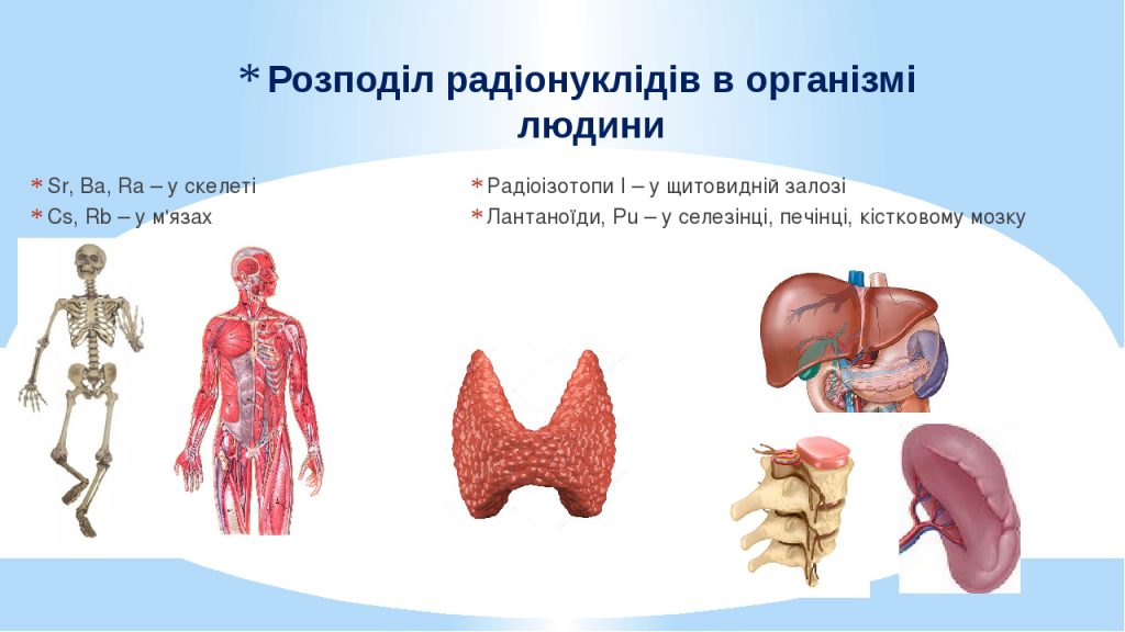Вплив радіонуклідів на живі організми by Maria Hrynenko - Ourboox.com