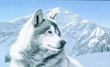THE NEW ENDING OF THE WHITE FANG by Duygu YILDIZ - Ourboox.com