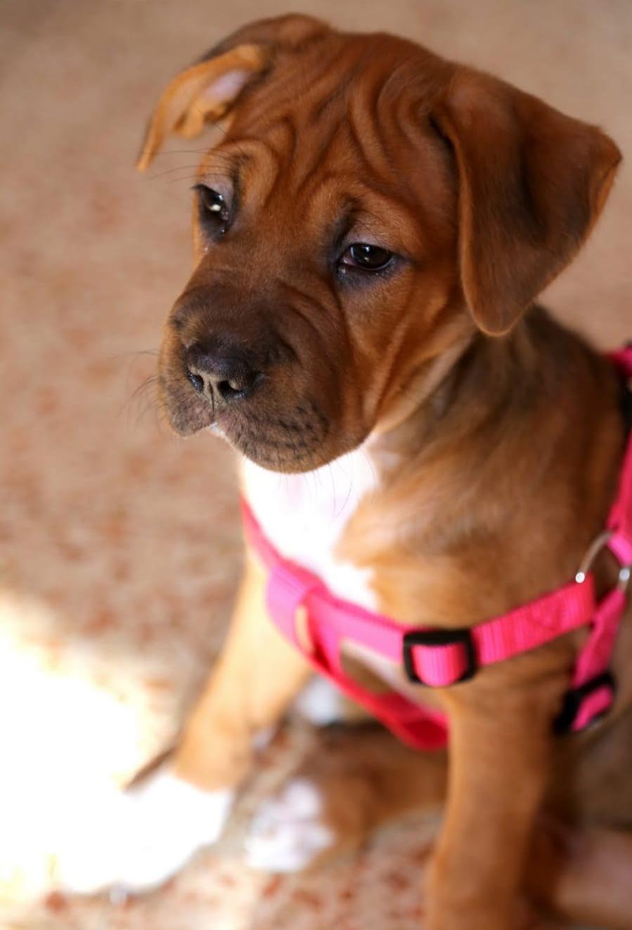 עבודת שורשים by Gali Cohen - Illustrated by גלי כהן - Ourboox.com