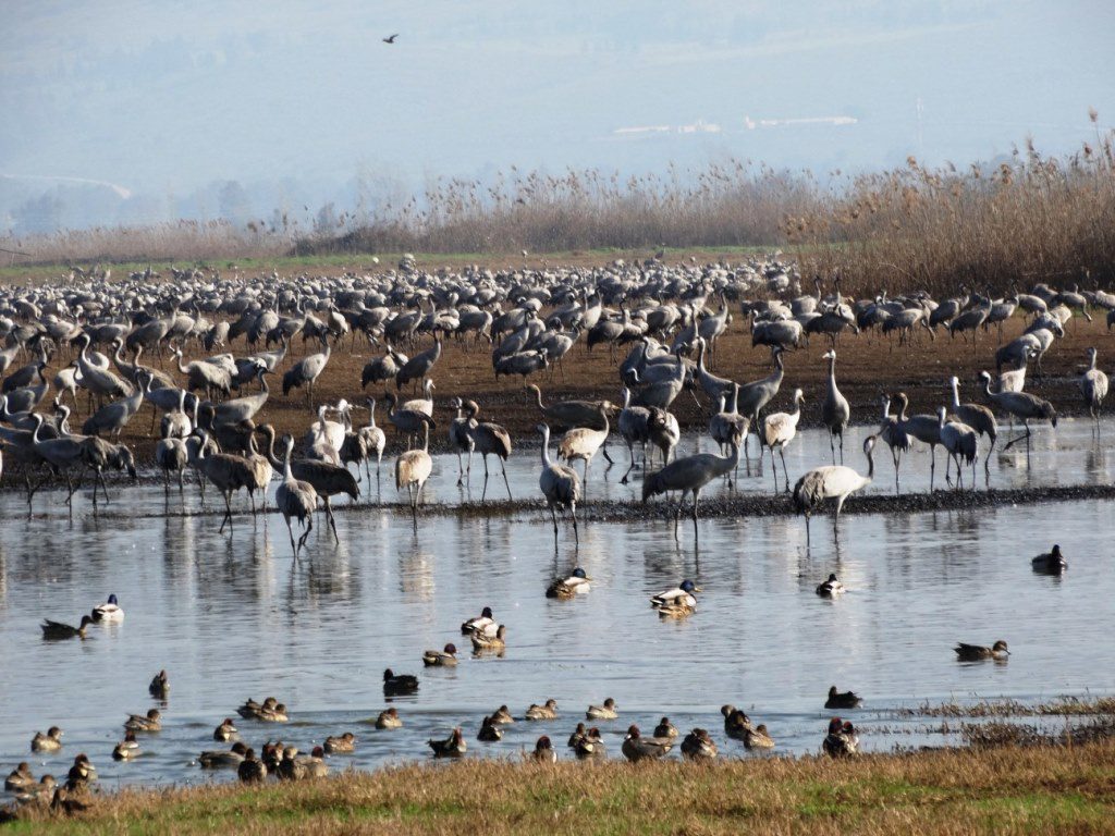 A Trip To Mountain Hermon and Hemek Hahola by Niv and Koren - Ourboox.com