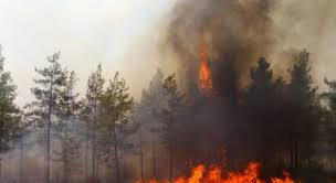 SURVIVOR ŞUBAT AYI ETKİNLİKLERİMİZ by Hediye Gül Polat - Ourboox.com