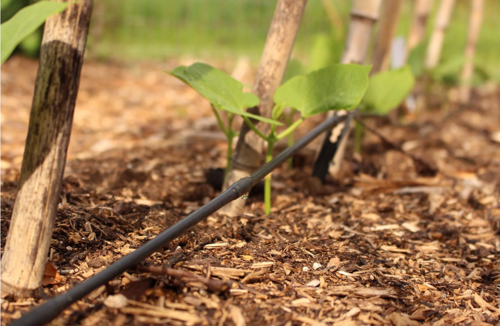 המצאות ישראליות – הטפטפת by Karin Bluvshtein - Illustrated by קרין - Ourboox.com