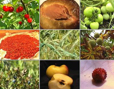 Плоди by Nina - Ourboox.com