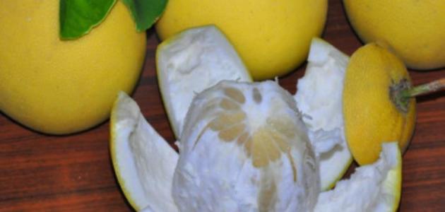 الحمضيات by aia - Illustrated by آيه جمهور - Ourboox.com