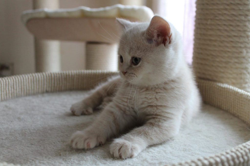 אתה באמת רציני?