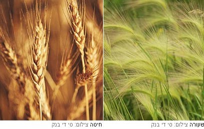 כלכלת בית – דגנים by hagitdav - Illustrated by חגית דוד - Ourboox.com