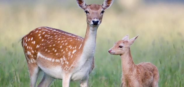 التكاثر الصف الثامن by wedad hmade - Ourboox.com