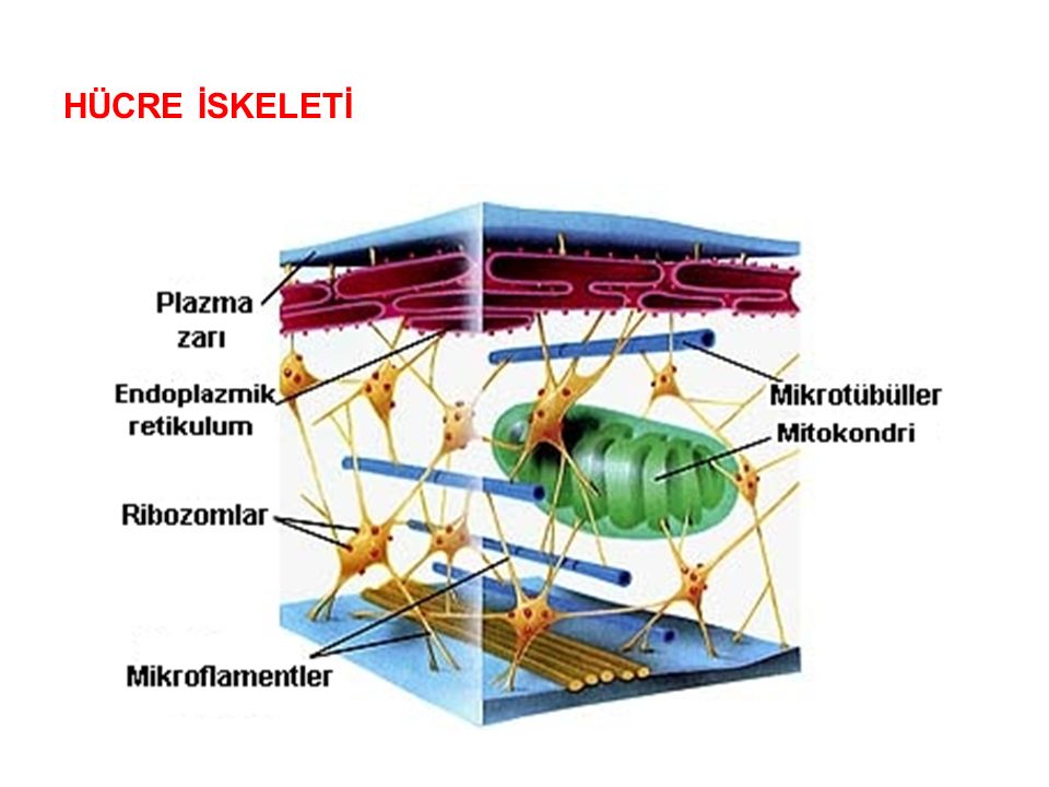 ORGANELLLER by atahan kurt - Ourboox.com