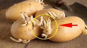 التكاثر الصف الثامن by wedad hmade - Ourboox.com