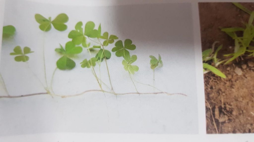 التكاثر الصف الثامن by wedad hmade - Ourboox.com