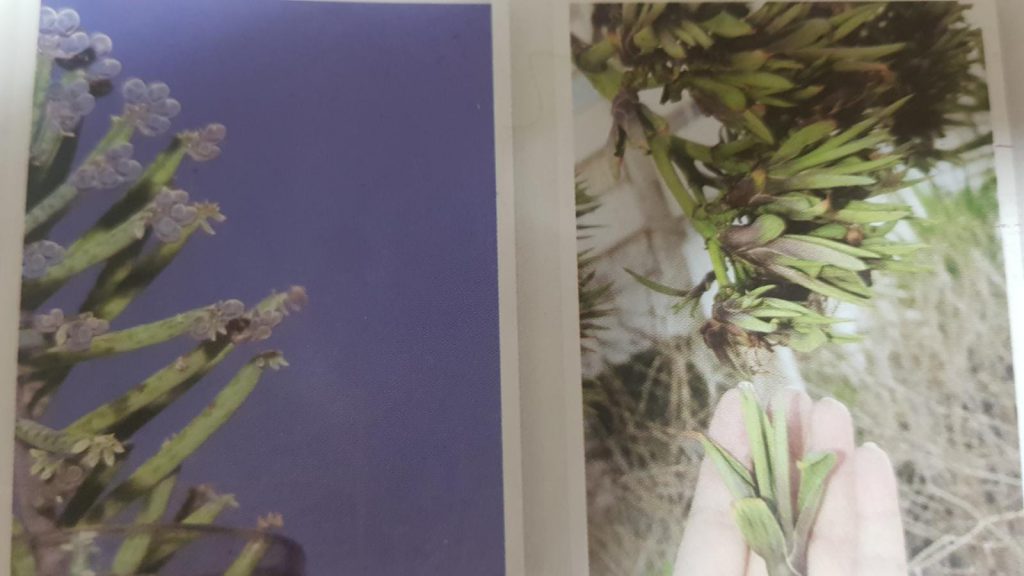 التكاثر الصف الثامن by wedad hmade - Ourboox.com