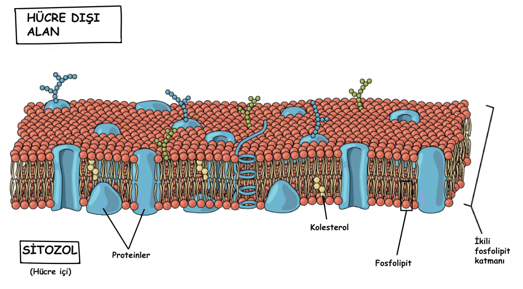 ORGANELLLER by atahan kurt - Ourboox.com