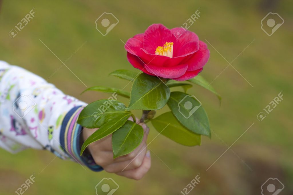 בממחשבות למילים – המשך by dov zafrir - Ourboox.com