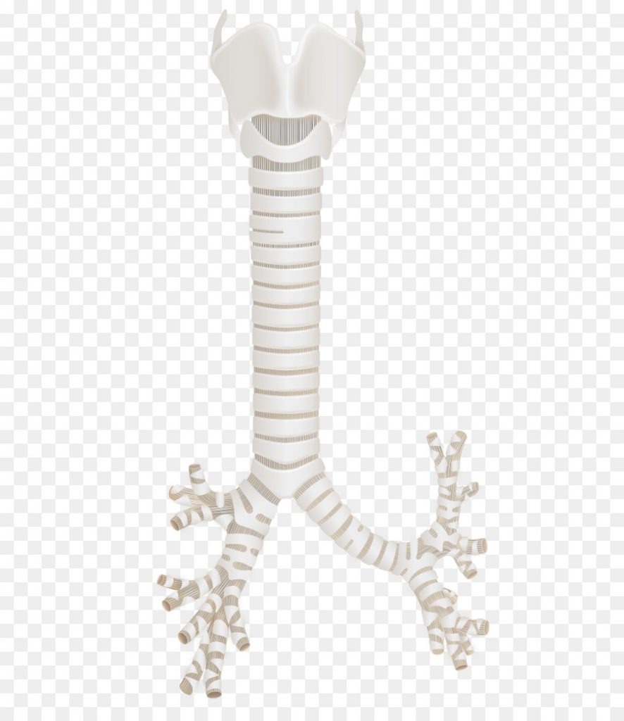 جهاز التنفس by yasmin and aya - Ourboox.com