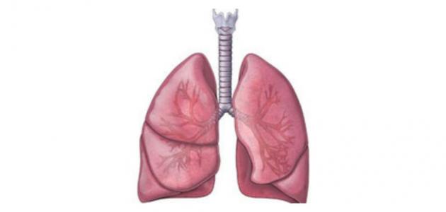 جهاز التنفس by yasmin and aya - Ourboox.com