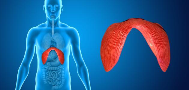 جهاز التنفس by yasmin and aya - Ourboox.com