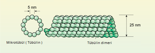 ORGANELLLER by atahan kurt - Ourboox.com