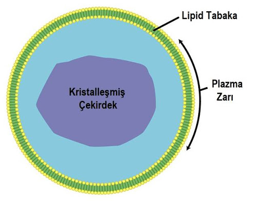 ORGANELLLER by atahan kurt - Ourboox.com