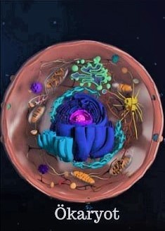 ORGANELLLER by atahan kurt - Ourboox.com