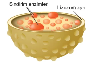 ORGANELLLER by atahan kurt - Ourboox.com
