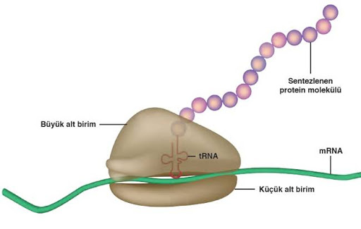 ORGANELLLER by atahan kurt - Ourboox.com