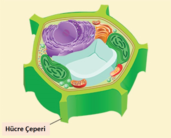 ORGANELLLER by atahan kurt - Ourboox.com