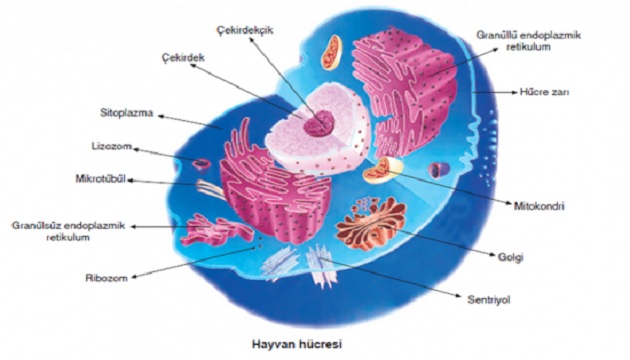 ORGANELLLER by atahan kurt - Ourboox.com