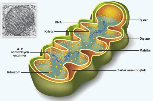 ORGANELLLER by atahan kurt - Ourboox.com