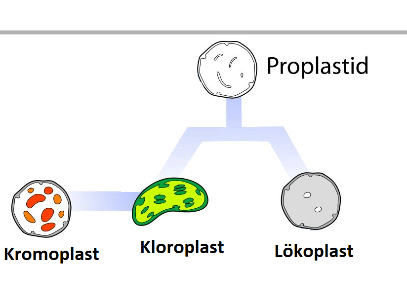 ORGANELLLER by atahan kurt - Ourboox.com
