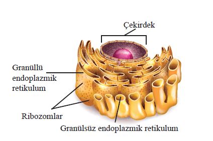 ORGANELLLER by atahan kurt - Ourboox.com