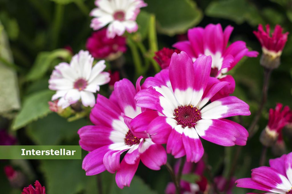 תושבי מדינת ישראל by shira meir - Ourboox.com