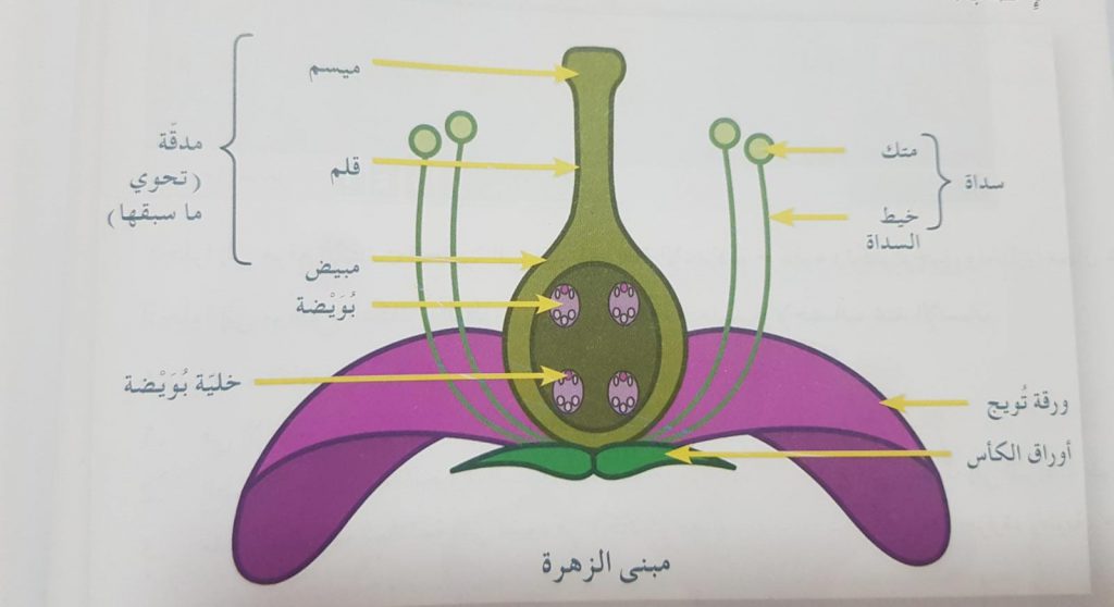 التكاثر الصف الثامن by wedad hmade - Ourboox.com