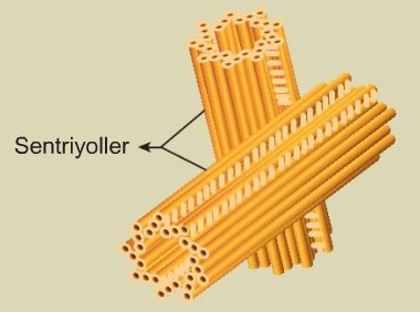 ORGANELLLER by atahan kurt - Ourboox.com