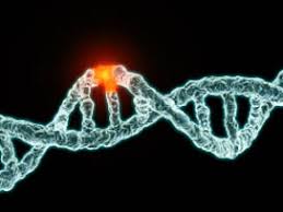 GENETİK ÇEŞİTLİLİK GÖREVLİSİ by dilek sözbir - Ourboox.com