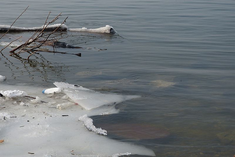 крайбрежен лед