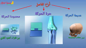ثقافة عامة جهاز الحركة عند الانسان by seham - Ourboox.com