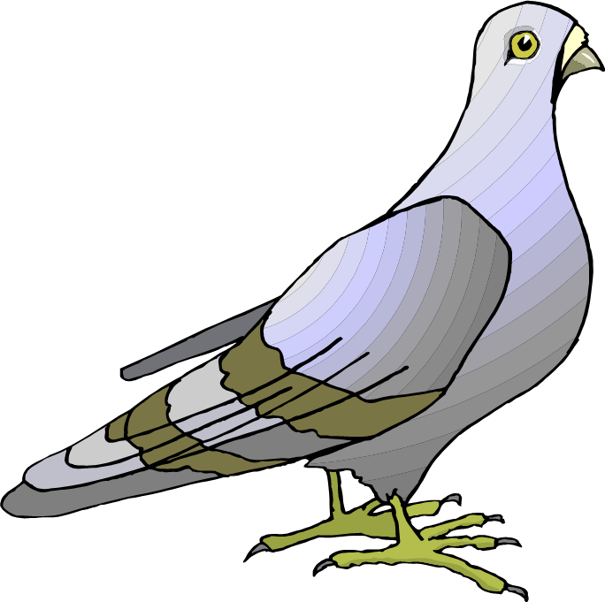 כתוב אֶת חֶלְקֵי הַגּוּף שֶׁל הַיּוֹנָה: